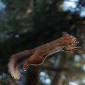 Laos Fauna Flying squirrel