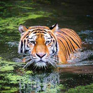 Laos Fauna Indochine tiger
