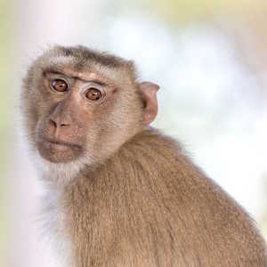 Laos Fauna Macaca Fasciculari