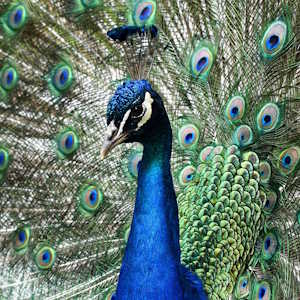 Laos Fauna Peafowl