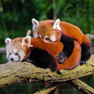 Laos Fauna Red Pandas