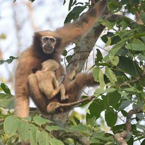 Laos Fauna Western Hoolock Gibbon