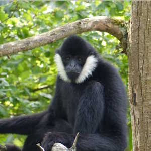 Laos Fauna black crested gibbon
