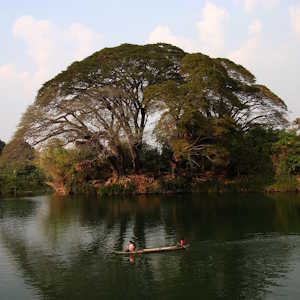 Laos Flora Babalaos Tree