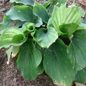 Laos Flora Kaempferia galangal