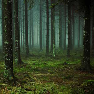 Laos Flora Pine forest