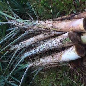 Laos Flora Rattan Tree