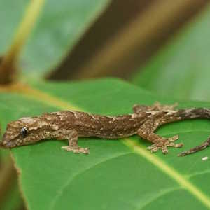 Micronesia Fauna Mourning Gecko