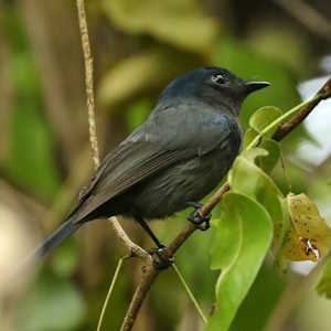 Micronesia Fauna Pohnpei Flycatcher