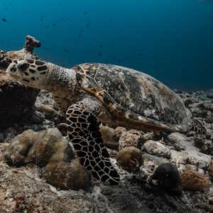 Micronesia Fauna Tortoise