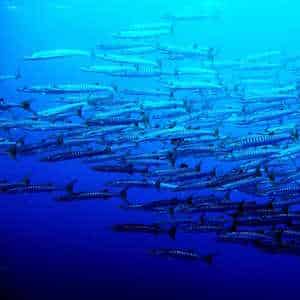 Micronesia Fauna at Paula