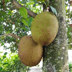 Micronesia Flora Breadfruit