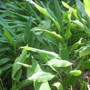 Micronesia Flora Curcuma longa