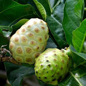Micronesia Flora Noni