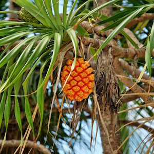 Micronesia Pandanus tree