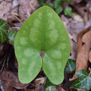 Micronesia Flora Wild ginger leaf