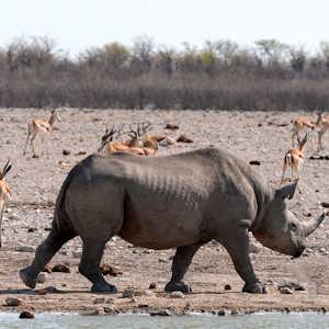Namibia Fauna Black Rhino