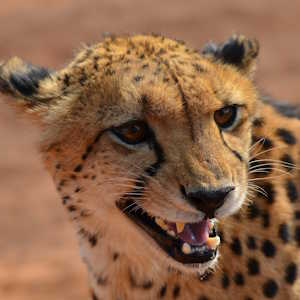 Namibia Fauna Cheetah
