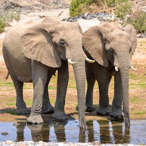 Namibia Fauna Elephants