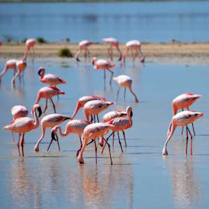 Namibia Fauna Flamingos