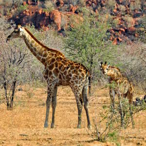 Namibia Fauna Giraffe