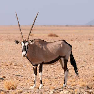 Namibia Fauna Oryx