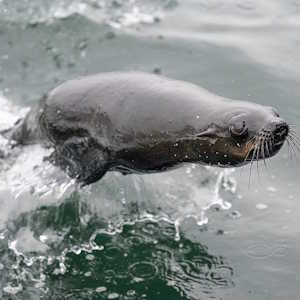 Namibia Fauna Seal
