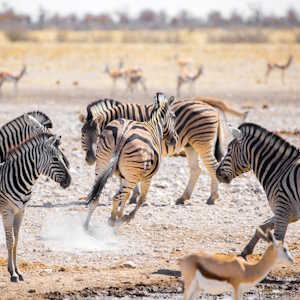 Namibia Fauna Zebras