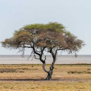 Namibia Flora Acacia Tree