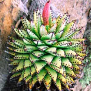 Namibia Flora Aloe Erinacea