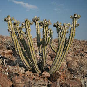 Namibia Flora Euphorbia virosa