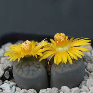Namibia Flora Lithops schwantesii