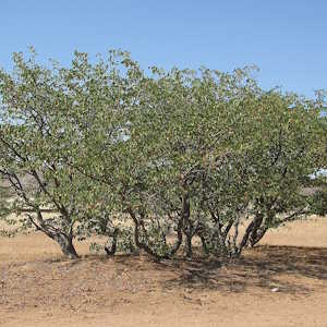 Namibia Flora Mopane Tree