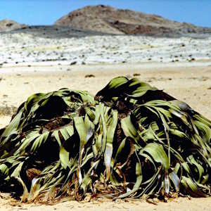 Namibia Flora Welwitschia