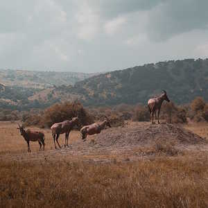 Rwanda Destinations Akagera National Park