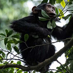 Rwanda Fauna Baby Chimpanzee