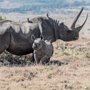 Rwanda Fauna Black Rhino