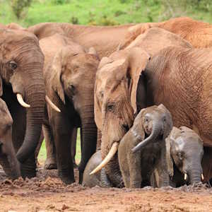 Rwanda Fauna Elephant Herd
