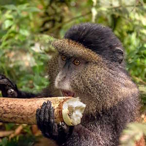 Rwanda Fauna Golden monkey eating Bamboo
