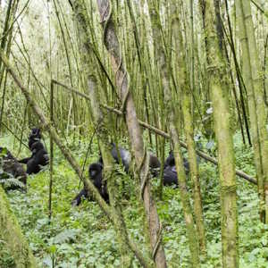 Rwanda Fauna Gorillas in Virunga national park