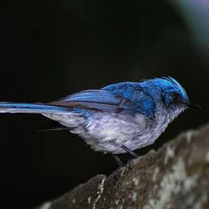Rwanda Fauna Hummingbird