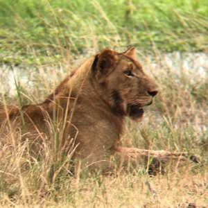 Rwanda Fauna Lion in Akagera National Park