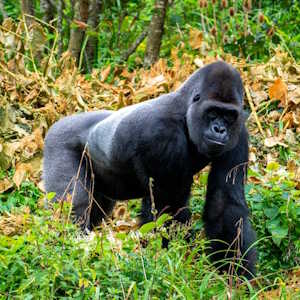 Rwanda Fauna Silverback Mountain Gorilla