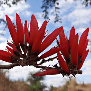 Rwanda Flora Erythrina