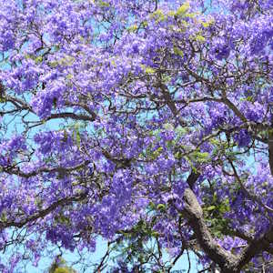Rwanda Flora Jacaranda