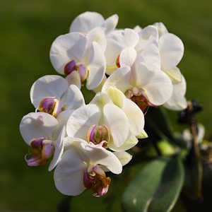 Rwanda Flora Orchid