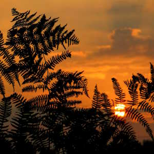 Rwanda Flora fern