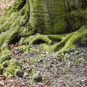 Rwanda Flora moss covered tree