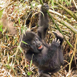 Rwanda eco tours - African Jungle Adventures Tours - baby gorilla