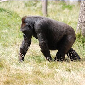 Rwanda eco tours - African Jungle Adventures Tours - gorilla